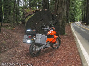 KTM 950 in front of a tree