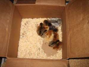 baby chicks in the box they road home in