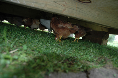 chicks under the coop