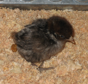 one little chick