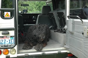 ivan the dog in the back of the defender