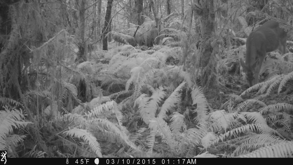 Yummy fern shoots