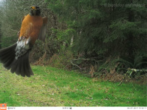 another bird landing on the camera!