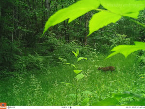 that grass is getting really tall