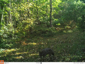 one coyote - where's the other? 